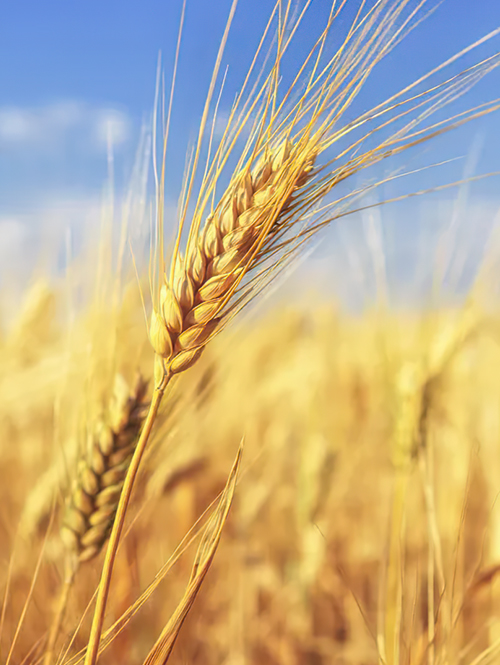 推進(jìn)合規(guī)管理，全面履行社會(huì)責(zé)任